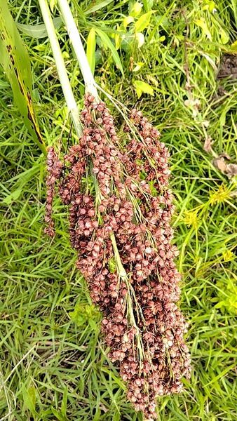 タカキビ　300g 農薬 化学肥料不使用　小鳥　小動物　エサ　餌