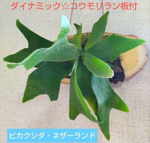 ダイナミック☆コウモリラン ビカクシダの苔玉 赤松の樹皮飾りの板付き