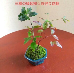 魔よけ、難を転じる☆ヒイラギと南天、姫榊のミニ盆栽☆素敵な六角形の盆栽鉢付き