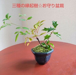 魔よけ、難を転じる☆ヒイラギと南天、姫榊のミニ盆栽☆素敵な六角形の盆栽鉢付き