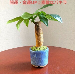 開運・金運UP☆素敵なパキラ 美しい細羽翁苔と信楽焼盆栽鉢付き 