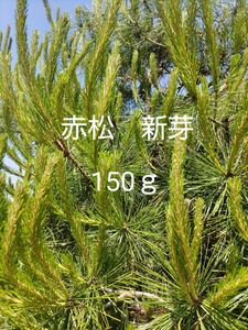 赤松　新芽　150ｇ　松葉茶　松葉酒　松葉ジュース