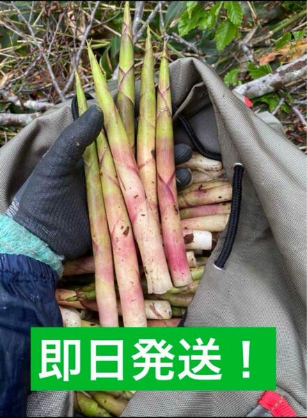 青森県産寝曲がりたけのこ約1キロ