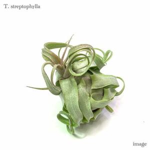 chi Ran jia -тактный repto filler реальный сырой рассада ( воздушный растения ti Ran jiastreptophylla seedling)