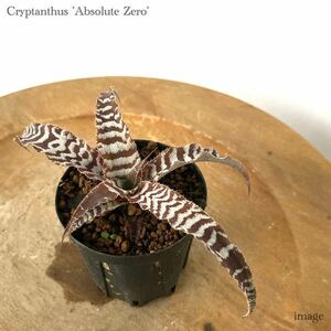 クリプタンサス 'アブソリュートゼロ' 2寸 (ブロメリア Cryptanthus 'Absolute zero')