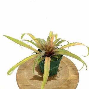 (現品) ブロメリア フレミンギー (No.61987) (タンクブロメリア Bromelia flemingii)