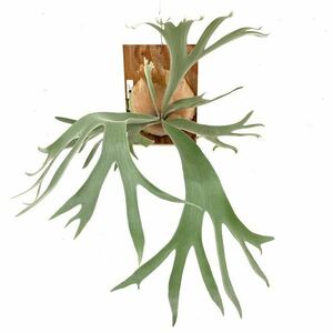 ( reality goods ) Platycerium ' Pegasus ' (No.40892) ( staghorn fern wi Lynn key ×ti bar sifolium(?) Platycerium 'Pegasus')