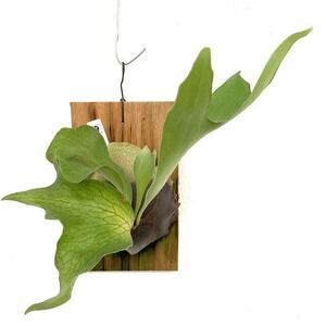 ( reality goods ) Platycerium hi Lee ' Dragon '.... strong individual (No.40824) ( staghorn fern Platycerium hillii 'Dragon')