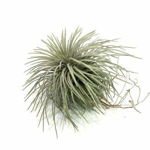 ( reality goods )chi Ran jiaa Toro bilitipe cod (No.22093) ( air plant ti Ran jiaatroviridipetala)