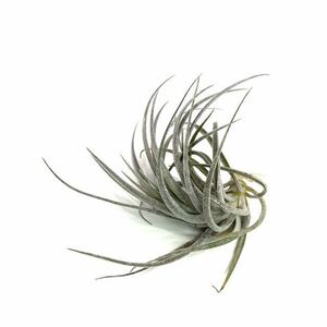 ( reality goods )chi Ran jia Hsu k Ray (No.20921) ( air plant ti Ran jiasucrei)