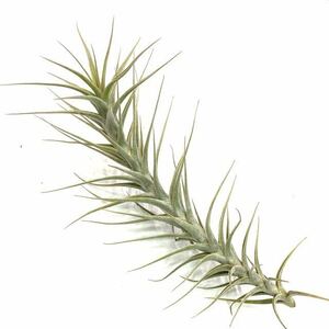 ( reality goods )chi Ran Gialla tifo rear ' tall Star ' (No.22038) ( air plant ti Ran jialatifolia 'Tall Star')