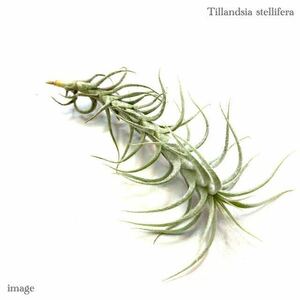 chi Ran jia stereo lifela( air plant ti Ran jiastellifera)