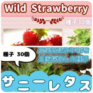 【同梱値引き】サニーレタス&ワイルドストロベリー 種子 各30個