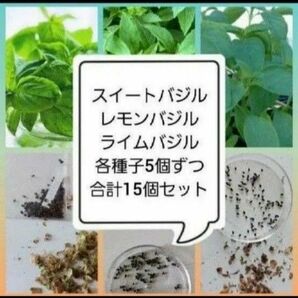 【同梱で50円値引き】バジル三種類 種子 合計15個 農薬使わず自家栽培