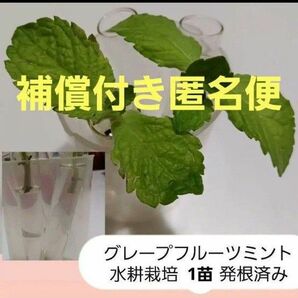 【同梱で50円値引】グレープフルーツミント 1苗 水耕栽培