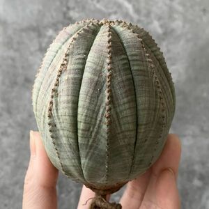 【B5420】巨大8.5㎝株！【SS級！極上特選大株！！】ユーフォルビア オベサ Euphorbia obesa ( 検索 アガベ 多肉植物 )