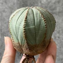 【B5423】【SS級！極上特選大株！！】ユーフォルビア オベサ Euphorbia obesa ( 検索 アガベ 多肉植物 )_画像2