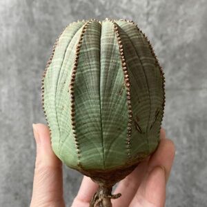 【B5427】巨大9.5㎝株！！【SS級！極上特選大株！！】ユーフォルビア オベサ Euphorbia obesa ( 検索 アガベ 多肉植物 )