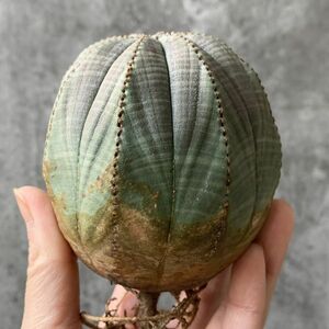 【B5429】特大幅7㎝株！！【SS級！極上特選大株！！】ユーフォルビア オベサ Euphorbia obesa ( 検索 アガベ 多肉植物 )