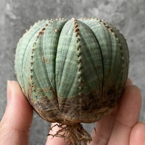 【B5436】【SS級！極上特選大株！！】ユーフォルビア オベサ Euphorbia obesa ( 検索 アガベ 多肉植物 )