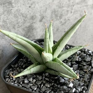 【S597】SS級極上株！【超希少美株！！】サンスベリア カシー Sansevieria Kasih