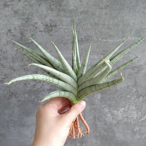 【S638】現品一点のみ！！【超希少美株！！】サンスベリア カシー Sansevieria Kasih