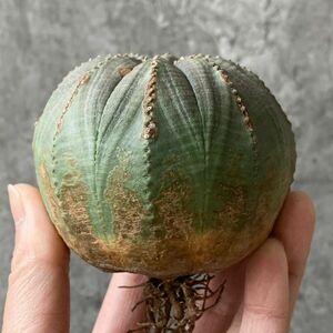 【B5447】SS級まん丸株！！【極上特選大株！！】ユーフォルビア オベサ Euphorbia obesa ( 検索 アガベ 多肉植物 )