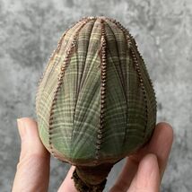 【B5450】SS級！8㎝特大株！【極上特選大株！！】ユーフォルビア オベサ Euphorbia obesa ( 検索 アガベ 多肉植物 )_画像2