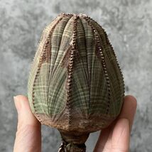 【B5450】SS級！8㎝特大株！【極上特選大株！！】ユーフォルビア オベサ Euphorbia obesa ( 検索 アガベ 多肉植物 )_画像1