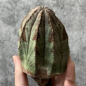 【B5452】SS級10㎝巨大ヴィンテージ株！！【極上特選大株！！】ユーフォルビア オベサ Euphorbia obesa ( 検索 アガベ 多肉植物 )