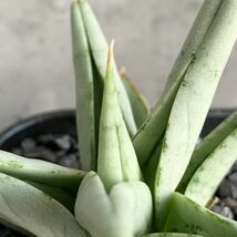 【S601】SS級在庫わずか！！【超希少美株！！】サンスベリア カシー Sansevieria Kasih_画像4