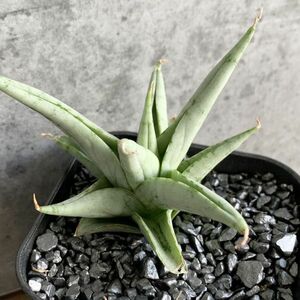 【S601】SS級在庫わずか！！【超希少美株！！】サンスベリア カシー Sansevieria Kasih