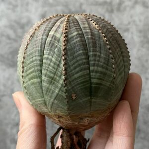 【B5467】極上特大まん丸株！！【SS級！極上特選大株！！】ユーフォルビア オベサ Euphorbia obesa ( 検索 アガベ 多肉植物 )