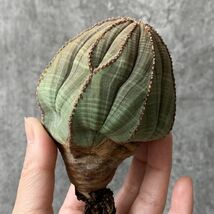 【B5474】特大8㎝株！！【SS級！極上特選大株！！】ユーフォルビア オベサ Euphorbia obesa ( 検索 アガベ 多肉植物 )_画像2