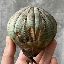 【B5476】【SS級！極上特選大株！！】ユーフォルビア オベサ Euphorbia obesa ( 検索 アガベ 多肉植物 )_画像2