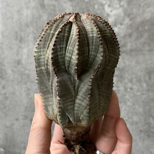 【B5478】残り在庫わずか！特大株！！【SS級！極上特選大株！！】ユーフォルビア オベサ Euphorbia obesa ( 検索 アガベ 多肉植物 )