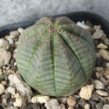 【B5546】在庫ラスト株！【選抜株】ユーフォルビア オベサ Euphorbia obesa ( 検索 アガベ 塊根植物 多肉植物 )_画像3