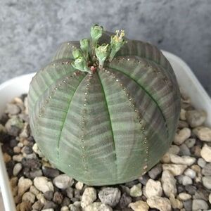 【B5549】在庫ラスト株！【選抜株】ユーフォルビア オベサ Euphorbia obesa ( 検索 アガベ 塊根植物 多肉植物 )