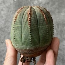 【B5486】残り在庫わずか！！【SS級！極上特選大株！！】ユーフォルビア オベサ Euphorbia obesa ( 検索 アガベ 多肉植物 )_画像1