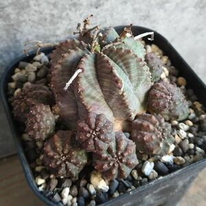 【B5530】【SS級！極上特選！群衆大株！！】ユーフォルビア バリダ Euphorbia varida ( 検索 アガベ 多肉植物 )