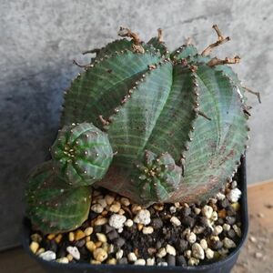 【B5531】【SS級！極上特選！群衆大株！！】ユーフォルビア バリダ Euphorbia varida ( 検索 アガベ 多肉植物 )