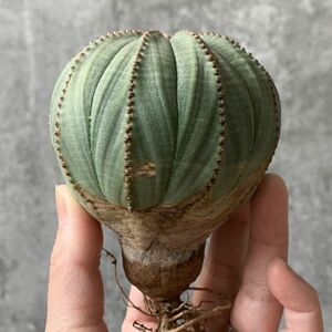 [B5489] super huge 9.5. Vintage stock!![SS class! finest quality special selection large stock!!] You fo ruby blue besaEuphorbia obesa ( search agave succulent plant )