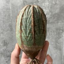 【B5490】超巨大10㎝ヴィンテージ株！！【SS級！極上特選大株！！】ユーフォルビア オベサ Euphorbia obesa ( 検索 アガベ 多肉植物 )_画像2