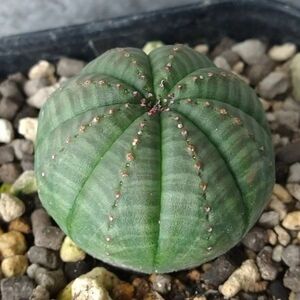 【B5556】在庫ラスト株！【選抜株】ユーフォルビア オベサ Euphorbia obesa ( 検索 アガベ 塊根植物 多肉植物 )