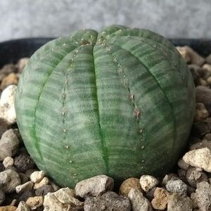 【B5557】在庫ラスト株！【選抜株】ユーフォルビア オベサ Euphorbia obesa ( 検索 アガベ 塊根植物 多肉植物 )