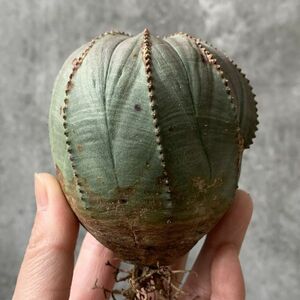 【B5497】巨大7㎝株！！【SS級！極上特選大株！！】ユーフォルビア オベサ Euphorbia obesa ( 検索 アガベ 多肉植物 )