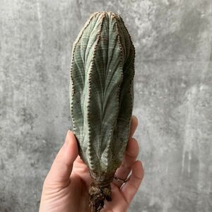 【B5498】在庫わずか！巨大14㎝株！【SS級！極上特選大株！！】ユーフォルビア オベサ Euphorbia obesa ( 検索 アガベ 多肉植物 )