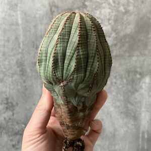 【B5501】巨大極上多稜株！！【SS級！極上特選大株！！】ユーフォルビア オベサ Euphorbia obesa ( 検索 アガベ 多肉植物 )