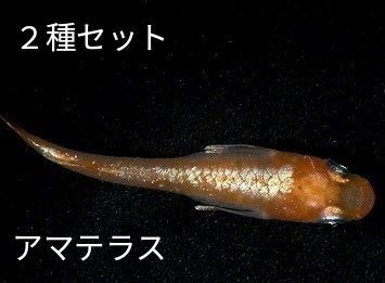 めだか卵　２種セット　　アマテラス　　宮桜　有精卵各20＋α5