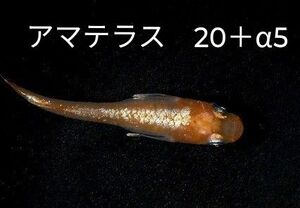 めだか卵　アマテラス　有精卵20＋α5